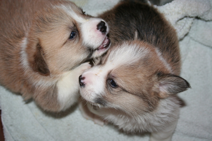 Puppies
